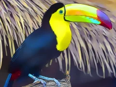 Toucan Bird Jigsaw — free online game