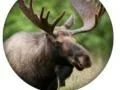 Animal Quiz  – kostenloses Online-Spiel