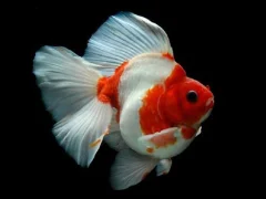 Gold Fish Jigsaw Puzzle — free online game