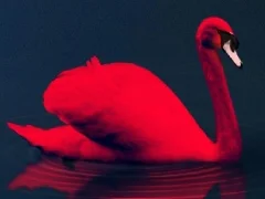 Love Birds Puzzle — free online game