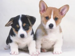 Cute Puppies Puzzle — free online game