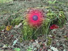 Mysterious Password Forest Autumn Edition 2 — free online game