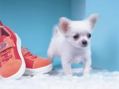 Lovely Puppy Puzzle — free online game