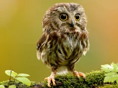 Igra Animal Hidden Stars online