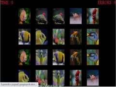 Laro fish memory online