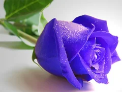 Blue Roses — free online game