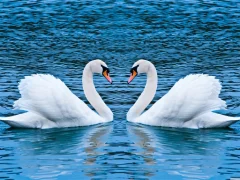 Igra Swans Slide spletu