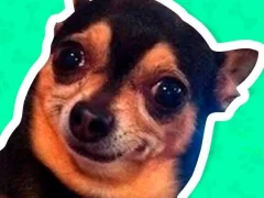 What meme dog are you ? — nemokamas žaidimas internete