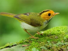 Игра Birds Slide онлајн