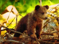 Cute Baby Bears — لعبة مجانية اون لاين