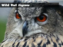 Wild owl Jigsaw — free online game