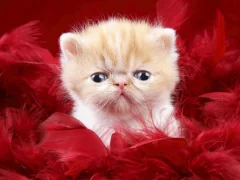 Funny Kitty — free online game