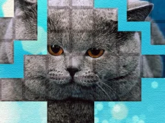 PicPu Cat  — free online game