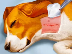 Dog Hospital — لعبة مجانية اون لاين