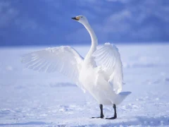 Graceful Swans — free online game