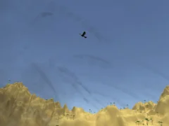 Toucan Shooter — free online game