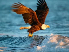 Animals Jigsaw Puzzle Eagle — free online game