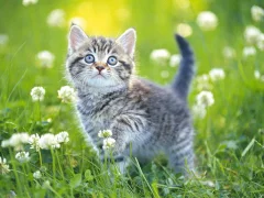 Kittens Jigsaw Puzzle Collection — لعبة مجانية اون لاين