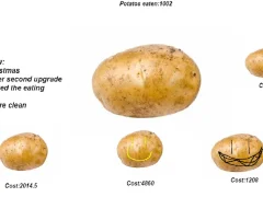 Potato — free online game