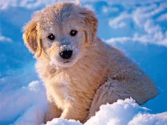 Mchezo Winter Pets Puzzle online