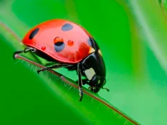 Ladybug Match3 — darmowa gra online
