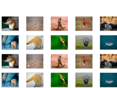 Laro Animal Memory online