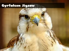 Gyrfalcon Jigsaw — free online game