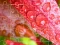Jigsaw Puzzles — free online game