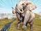 Zoo Anomaly Simulation — free online game