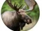 Animal Quiz  — free online game