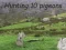 Pigeons Hunting — free online game