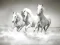 Horses Puzzle — free online game