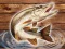 Fish Rain — free online game