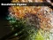 Dandelion Jigsaw — free online game