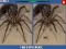 Spider Hidden Difference — ücretsiz çevrimiçi oyun
