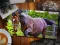 Spel Jigsaw Puzzle Horses Edition online