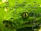 Snakes Jigsaw Puzzle — free online game