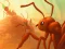 Ants.io — free online game