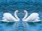 Igra Swans Slide spletu