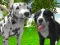 Dog Simulator 3d — darmowa gra online