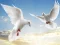 Flying Birds — free online game