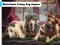 Permainan Christmas Funny Dog Jigsaw talian