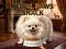 Royal Paws Snack — free online game