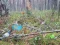 Bernati Forest Adventure — free online game