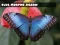 Blue Morpho Butterfly Jigsaw — free online game