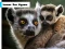 Lemur Zoo Jigsaw — free online game