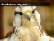 Gyrfalcon Jigsaw — free online game