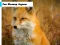 Jwèt Fox Closeup Jigsaw sou entènèt