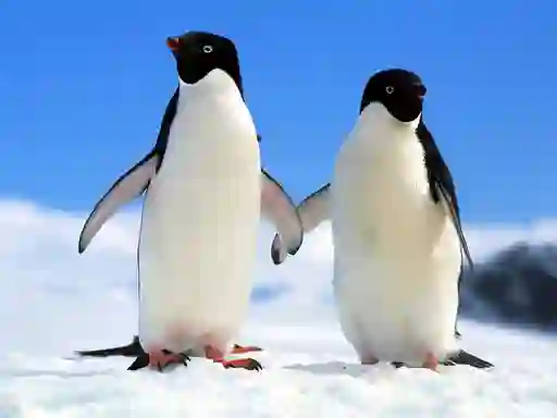 Penguin Puzzle — free online game