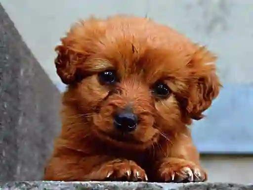 Puppy Puzzle — free online game